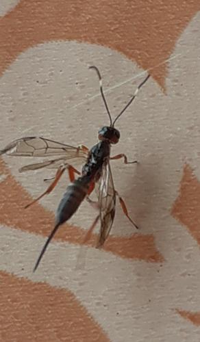 Xorides praecatorius